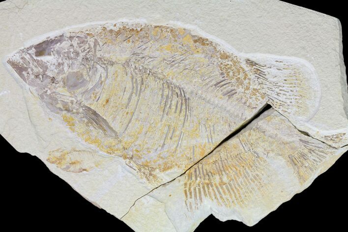 Bargain, Phareodus Fish Fossil - Uncommon Species #84229